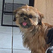 Holly a rejoint le concours — aidez-le/la à gagner de superbes lots ! dog, pet, indoor, tile_floor, brown_fur, scruffy, tongue_out, cute, animal, companion, house, domestic, furry, canine, friend, closeup, floor, two_dogs, face, snout