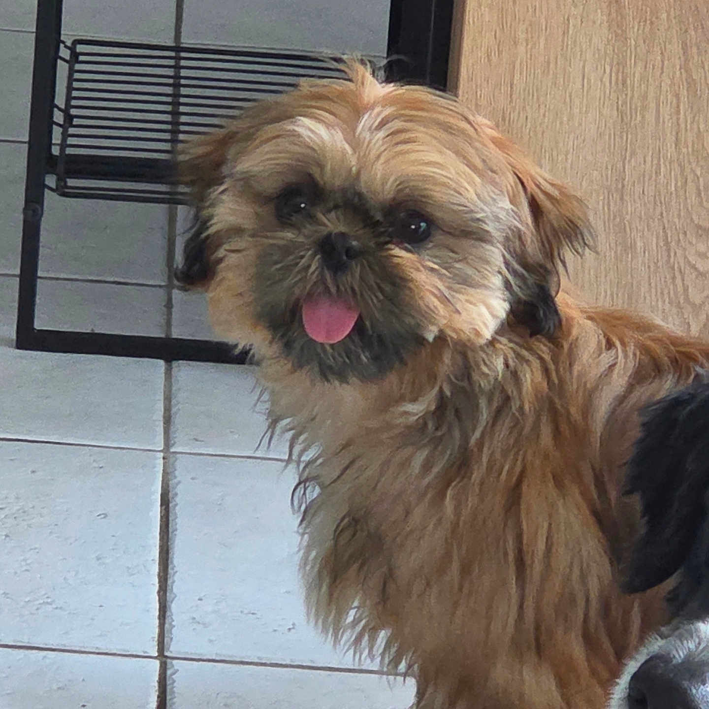 Holly a rejoint le concours — aidez-le/la à gagner de superbes lots ! dog, pet, indoor, tile_floor, brown_fur, scruffy, tongue_out, cute, animal, companion, house, domestic, furry, canine, friend, closeup, floor, two_dogs, face, snout