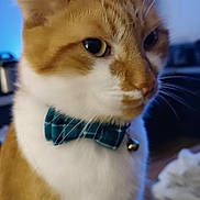 O'Malley a rejoint le concours — aidez-le/la à gagner de superbes lots ! cat, orange_cat, white_cat, bow_tie, collar, bell, pet, feline, portrait, close_up, indoor, sitting, fur, whiskers, ears, eyes, nose, cute, domestic_animal, photography