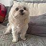 Toby joined the competition — help win amazing prizes! dog, white_dog, small_dog, pet, indoor, blanket, pillow, furniture, couch, fur, animal, cute, alert, companion, home, person_partial, red_shirt, texture, hair_tie, curious