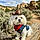 Toby