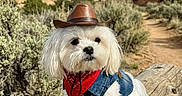 Toby is registered to the contest to win money with this photo: dog, white_dog, cowboy_hat, bandana, denim_vest, pet, outdoor, desert, bench, rock_formation, scrubby_bushes, path, sky, cloudy_sky, cute, small_dog, costume, animal, portrait, nature