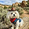 dog, white_dog, cowboy_hat, bandana, denim_vest, pet, outdoor, desert, bench, rock_formation, scrubby_bushes, path, sky, cloudy_sky, cute, small_dog, costume, animal, portrait, nature