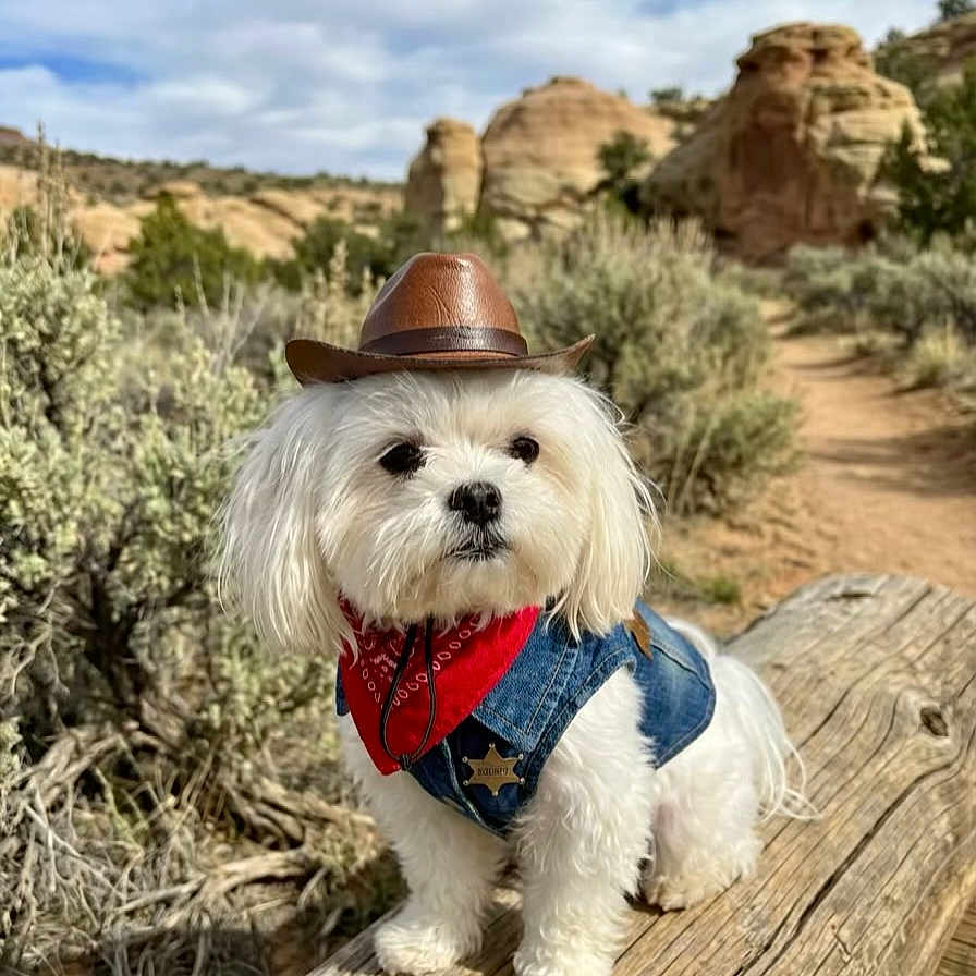 Toby
