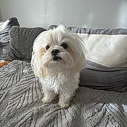 Toby joined the competition — help win amazing prizes! dog, white_dog, small_dog, fluffy, pet, indoor, blanket, pillow, cozy, cute, animal, fur, companion, resting_place, domestic, portrait, living_room, household, cute_pet, fur_texture