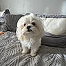 dog, white_dog, small_dog, fluffy, pet, indoor, blanket, pillow, cozy, cute, animal, fur, companion, resting_place, domestic, portrait, living_room, household, cute_pet, fur_texture