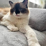 Hera joined the competition — help win amazing prizes! cat, ragdoll_cat, pet, feline, animal, indoor, cozy, blanket, texture, soft_light, stretching, paw, closeup, portrait, relaxed, whiskers, ears, blue_eyes, fur, window_light