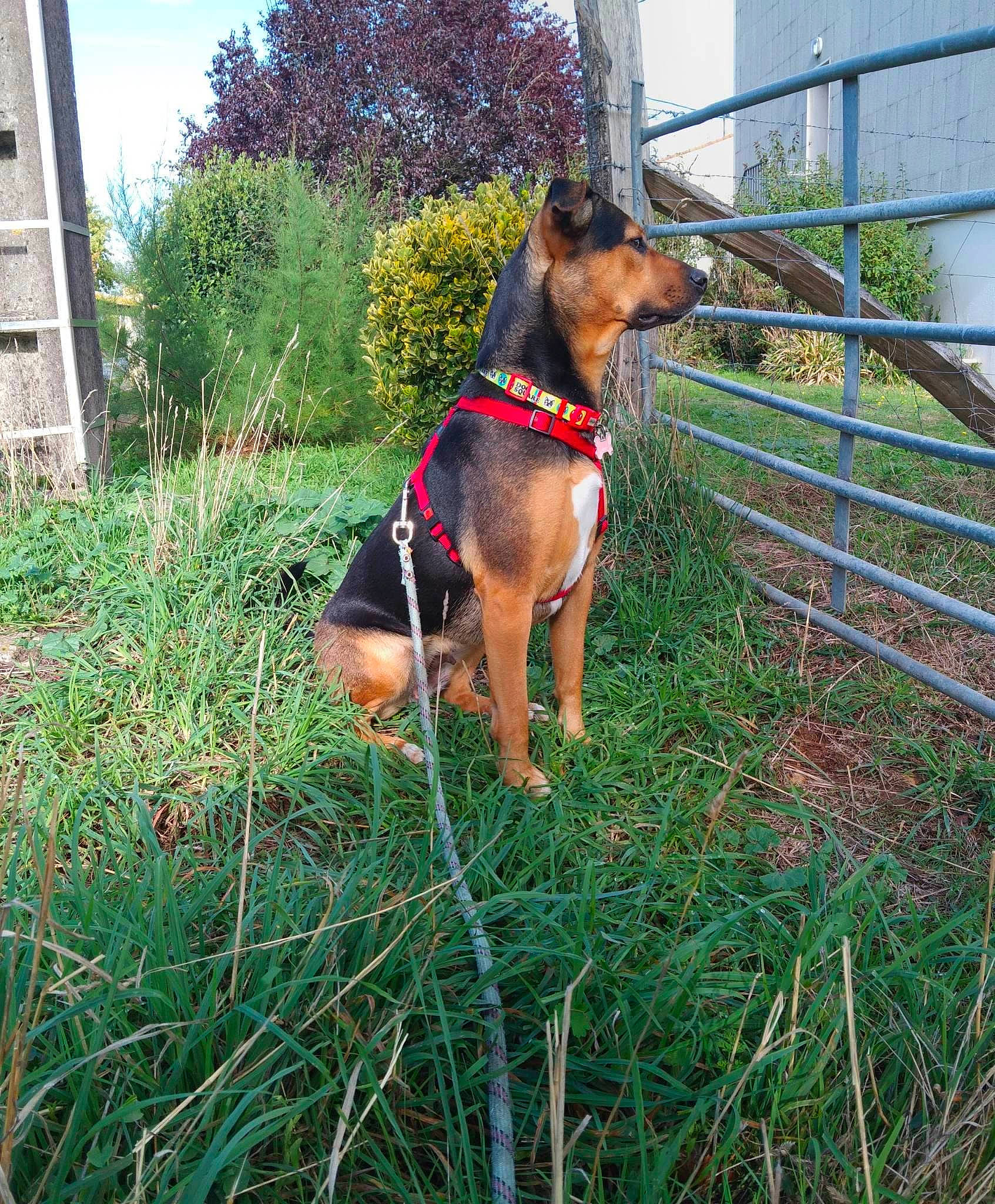 Naya a rejoint le concours — aidez-le/la à gagner de superbes lots ! carnivore, collar, dog, dog_breed, dog_collar, dog_supply, fawn, fence, fixture, grass, groundcover, pet_supply, plant, shrub, sky, snout, sporting_group, tree, window, working_animal