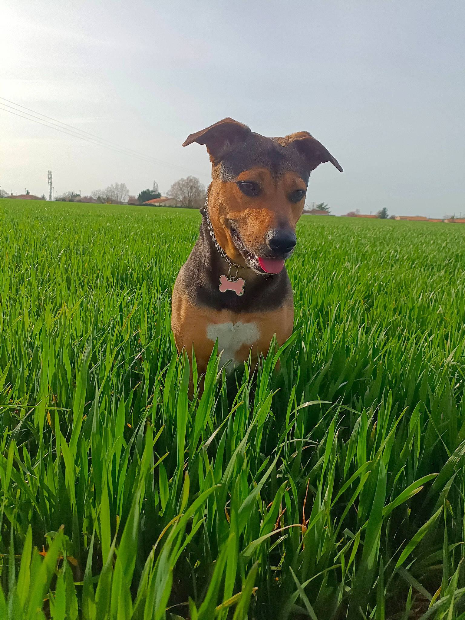 Naya participe au concours pour gagner de l'argent avec cette photo : canidae, carnivore, cloud, collar, companion_dog, dog, dog_breed, dog_sports, fawn, grass, grass_family, grassland, happy, hat, meadow, people_in_nature, plant, sky, sporting_group, working_animal