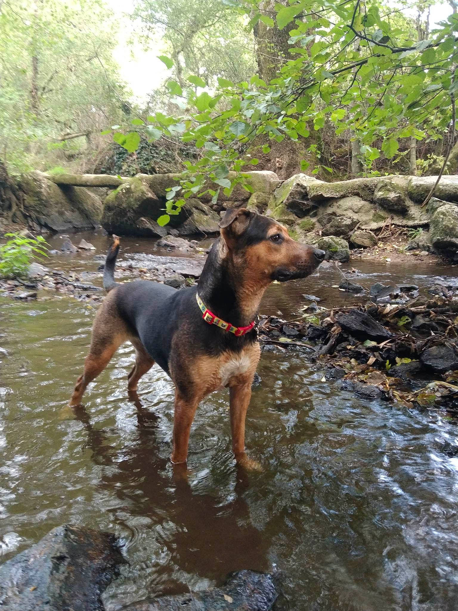 Naya a rejoint le concours — aidez-le/la à gagner de superbes lots ! adventure, canidae, carnivore, collar, dog, dog_breed, dog_supply, fawn, fluvial_landforms_of_streams, hunting_dog, liver, plant, sporting_group, stream, tail, terrestrial_animal, tree, water, working_animal, working_dog