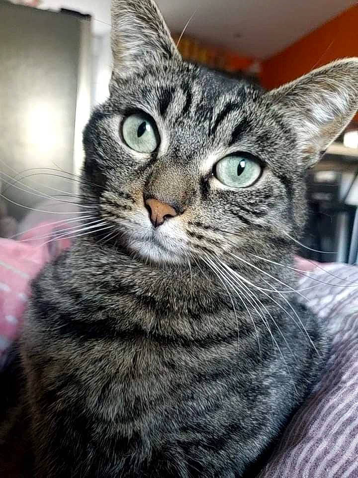 Zaho participe au concours pour gagner de l'argent avec cette photo : carnivore, cat, domestic_short_haired_cat, felidae, fur, grey, small_to_medium_sized_cats, snout, terrestrial_animal, whiskers