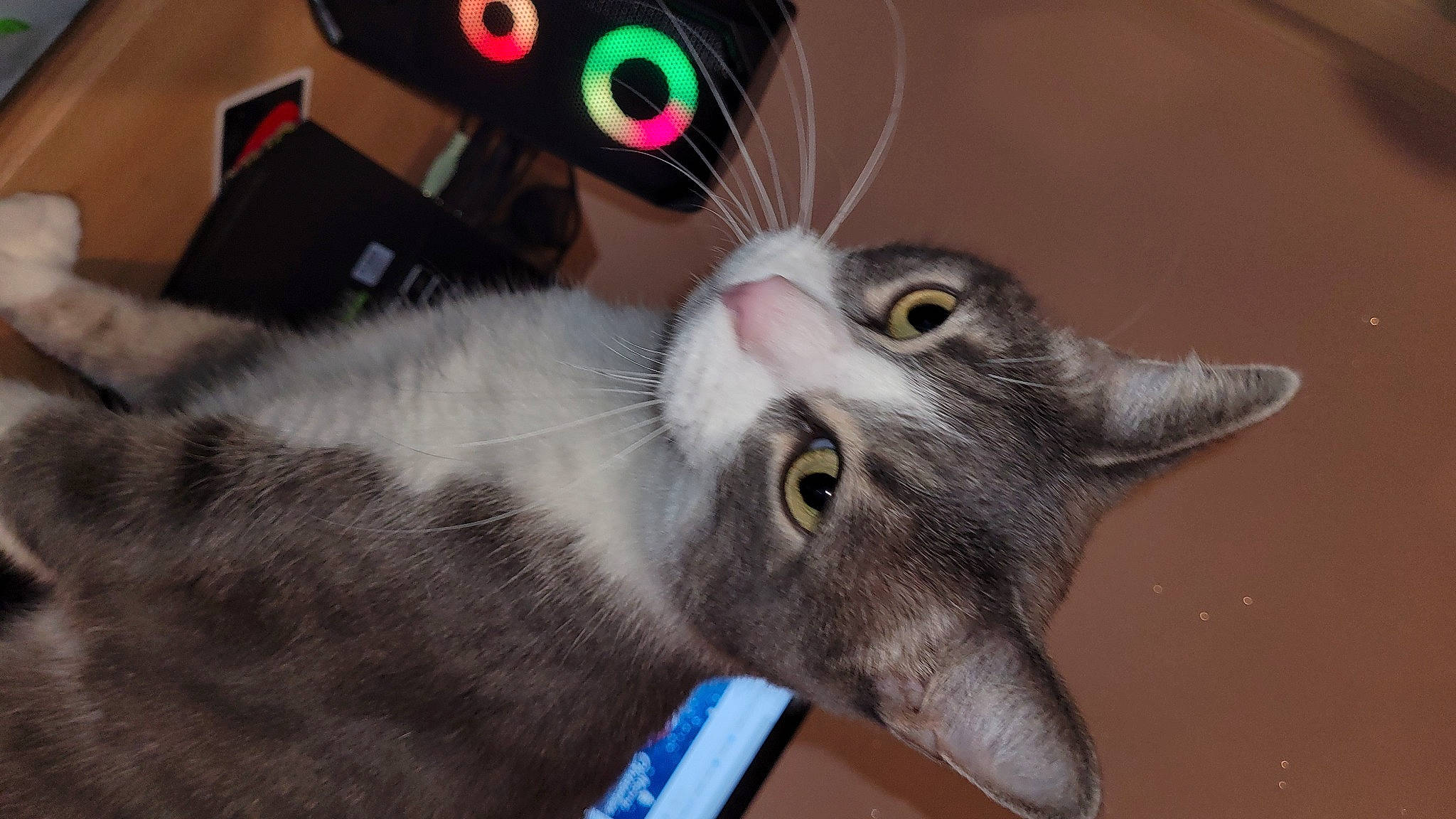 Gribouille a rejoint le concours — aidez-le/la à gagner de superbes lots ! carnivore, cat, claw, domestic_short_haired_cat, ear, eyelash, fang, felidae, fur, gadget, paw, plant, small_to_medium_sized_cats, snout, whiskers