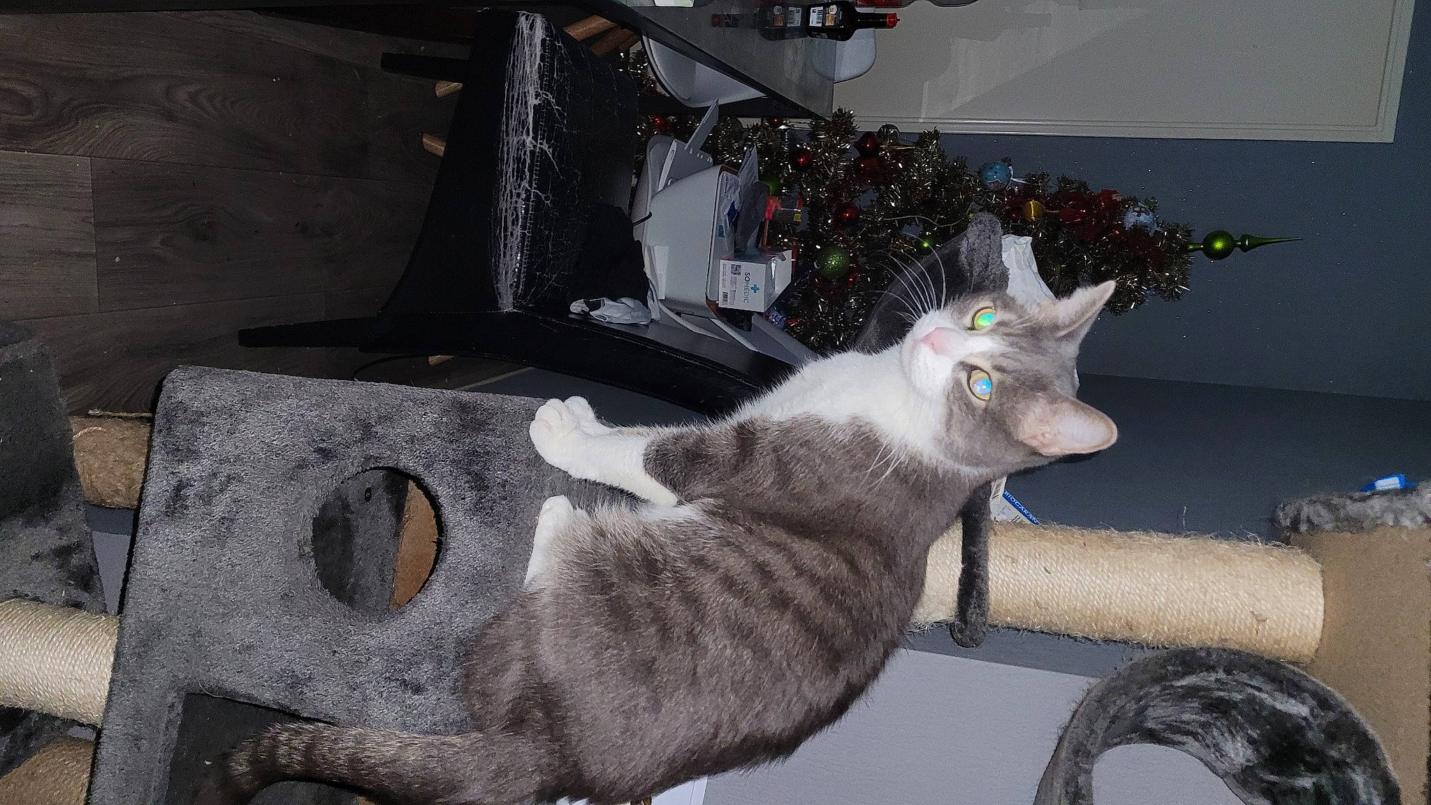 Gribouille a rejoint le concours — aidez-le/la à gagner de superbes lots ! art, carnivore, cat, claw, domestic_short_haired_cat, felidae, fur, grey, paw, plant, small_to_medium_sized_cats, snout, tail, tree, trunk, whiskers, window