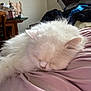 Snow participe au concours pour gagner de l'argent avec cette photo : cat, white_cat, sleeping, fluffy, indoor, pink_cloth, furniture, box, cozy, pet, animal, resting, fur, cute, relaxing, household, soft, domestic, napping, closeup