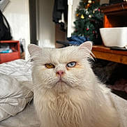 Snow a rejoint le concours — aidez-le/la à gagner de superbes lots ! cat, white_cat, heterochromia, blue_eye, yellow_eye, fluffy, long_hair, pet, indoor, bed, blanket, christmas_tree, decorations, furniture, cozy, portrait, animal, cute, domestic_cat, closeup