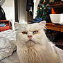 cat, white_cat, heterochromia, blue_eye, yellow_eye, fluffy, long_hair, pet, indoor, bed, blanket, christmas_tree, decorations, furniture, cozy, portrait, animal, cute, domestic_cat, closeup