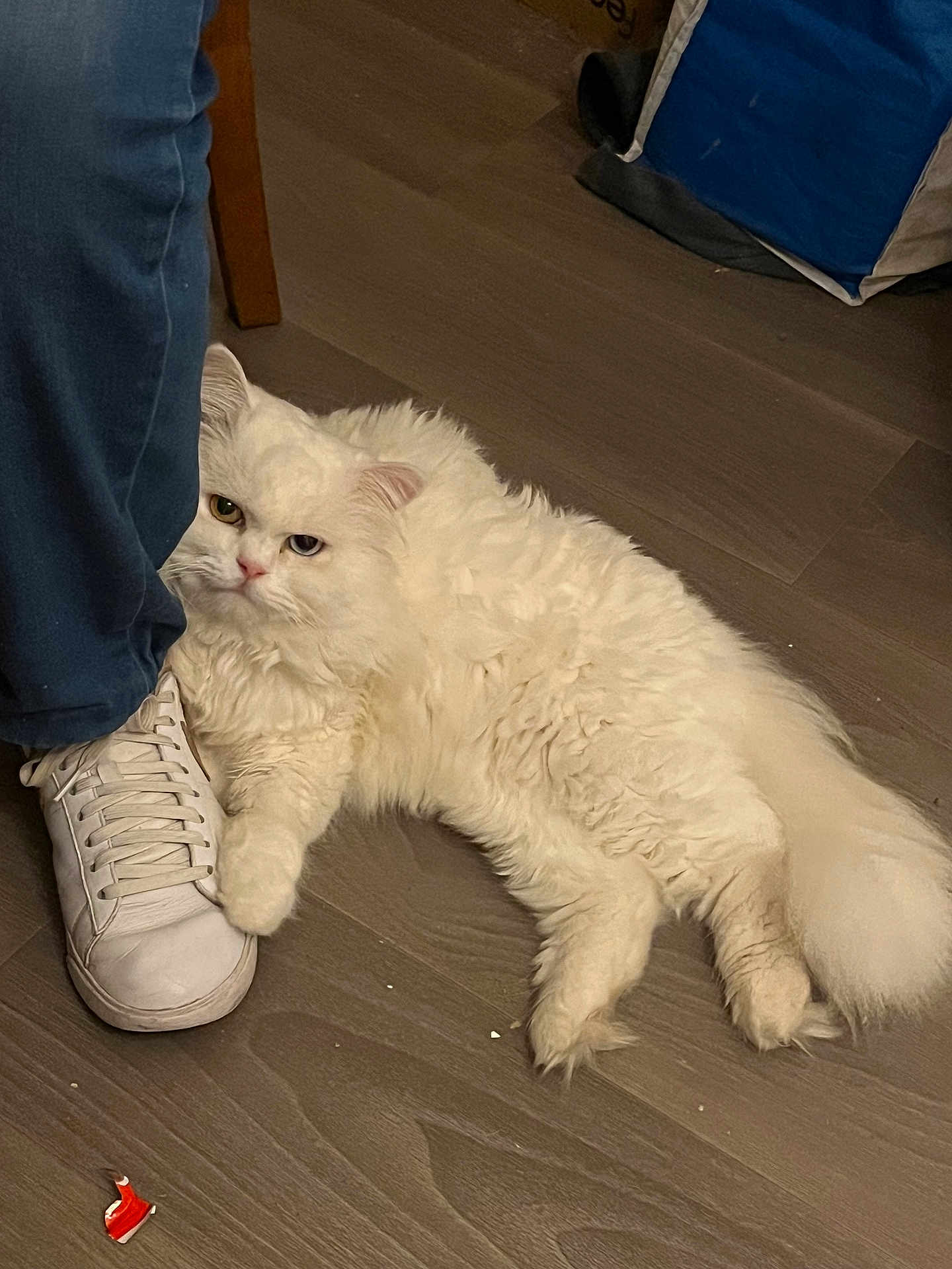 Snow participe au concours pour gagner de l'argent avec cette photo : cat, white_cat, heterochromia, fluffy, indoor, floor, shoe, sneaker, person, pants, blue_pants, paw, resting, pet, domestic_animal, wooden_floor, relaxed, cozy, animal, footwear