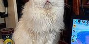Snow participe au concours pour gagner de l'argent avec cette photo : cat, white_cat, heterochromia, blue_eye, amber_eye, fluffy, long_hair, pet, indoors, computer, desk, cup, christmas_tree, furniture, household_items, technology, screen, animal, cute, portrait
