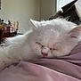 Snow participe au concours pour gagner de l'argent avec cette photo : cat, white_cat, sleeping, fluffy, indoor, blanket, pink_blanket, cozy, resting, feline, pet, fur, nap, window, cardboard_boxes, room, soft_light, domestic_animal, relaxing, close_up