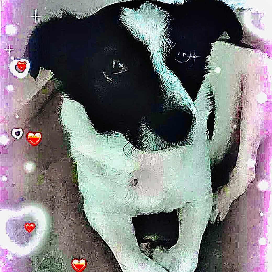 Balto participe au concours pour gagner de l'argent avec cette photo : art, bovine, bull, carmine, circle, fictional_character, font, graphic_design, graphics, illustration, ink, magenta, organism, paint, painting, pattern, terrestrial_animal, visual_arts, working_animal