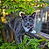 Willow