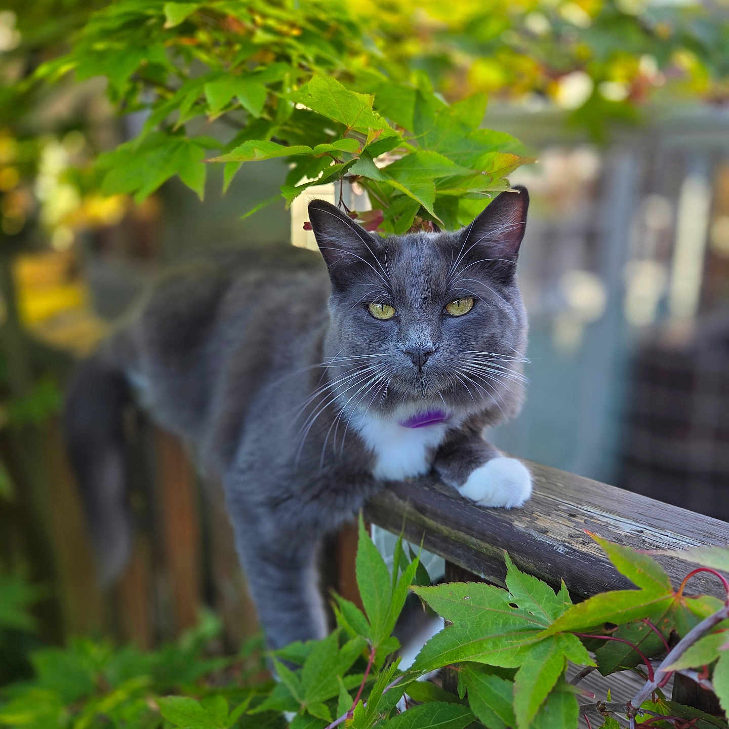 Willow joined the competition — help win amazing prizes! animal, cat, closeup, curious, daylight, domestic_cat, feline, fence, gardening, gray_cat, green_leaves, leafy, nature, outdoor, pet, portrait, relaxed, whiskers, white_paws, wooden_fence