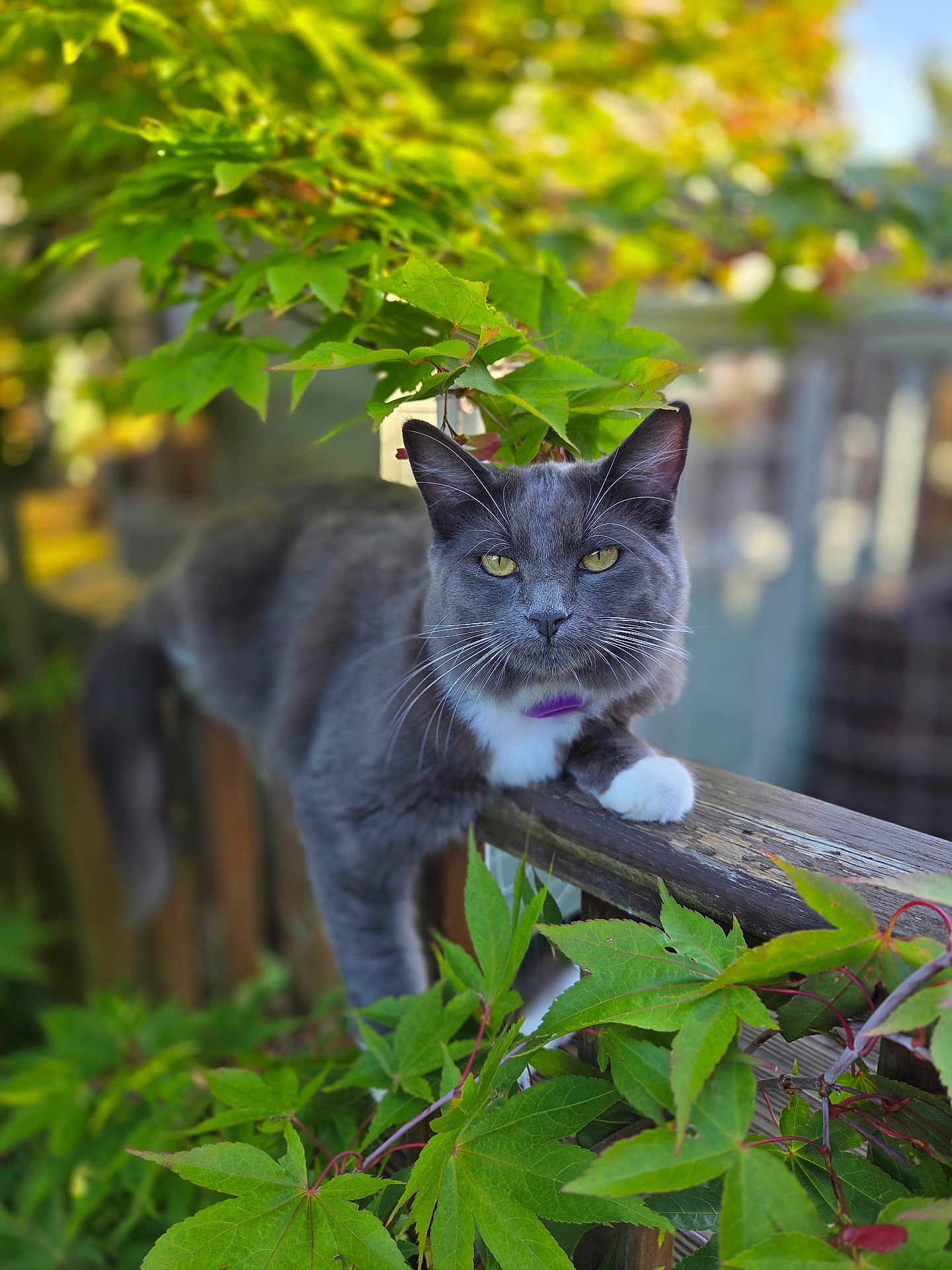 Willow joined the competition — help win amazing prizes! cat, gray_cat, white_paws, fence, wooden_fence, green_leaves, outdoor, nature, pet, animal, whiskers, closeup, portrait, curious, relaxed, daylight, gardening, leafy, domestic_cat, feline