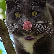 Willow is registered to the contest to win money with this photo: cat, gray_cat, white_paws, whiskers, tongue_out, tree_branch, close_up, outdoor, green_background, pet, animal, feline, nature, playful, curious, eyes, fur, portrait, daylight, wildlife