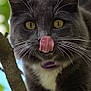 cat, gray_cat, white_paws, whiskers, tongue_out, tree_branch, close_up, outdoor, green_background, pet, animal, feline, nature, playful, curious, eyes, fur, portrait, daylight, wildlife