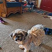 Raelynn joined the competition — help win amazing prizes! brown_door, carpet, cozy, cushion, decor, dog, door, dress, fabric, floor, furniture, home, indoor, living_room, looking_up, pet, shelf, small_dog, toy, wooden_chair