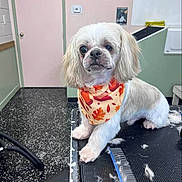 Gizmo joined the competition — help win amazing prizes! animal, bandana, calm, clean, comb, cute, dog, door, floor, fur, grooming_table, indoor, pastel_wall, pet, pet_grooming, portrait, sitting, small_dog, well_groomed, white_dog