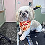 animal, bandana, calm, clean, comb, cute, dog, door, floor, fur, grooming_table, indoor, pastel_wall, pet, pet_grooming, portrait, sitting, small_dog, well_groomed, white_dog