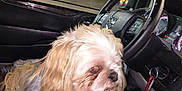 Gizmo joined the competition — help win amazing prizes! animal, blurred_background, car_interior, companion, cup, dashboard, dog, fluffy, fur, indoors, keys, light, night, pet, seat, sitting, small_dog, steering_wheel, vehicle, window