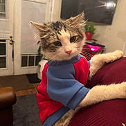 Levi joined the competition — help win amazing prizes! cat, sweater, indoor, furniture, couch, pet, animal, living_room, television, plant, cozy, tabby, fur, cute, climbing, home, door, window, carpet, potted_plant