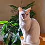cat, white_cat, heterochromia, blue_eye, yellow_eye, indoor, plant, green_leaves, sunlight, wooden_table, pet, animal, feline, sitting, shadow, home, domestic, portrait, cozy, nature
