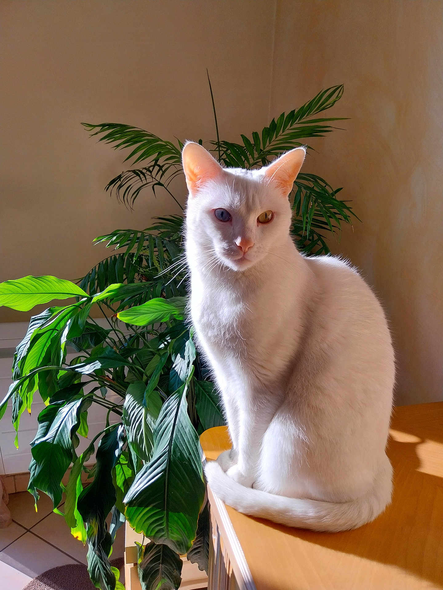 Hermès a rejoint le concours — aidez-le/la à gagner de superbes lots ! cat, white_cat, heterochromia, blue_eye, yellow_eye, indoor, plant, green_leaves, sunlight, wooden_table, pet, animal, feline, sitting, shadow, home, domestic, portrait, cozy, nature