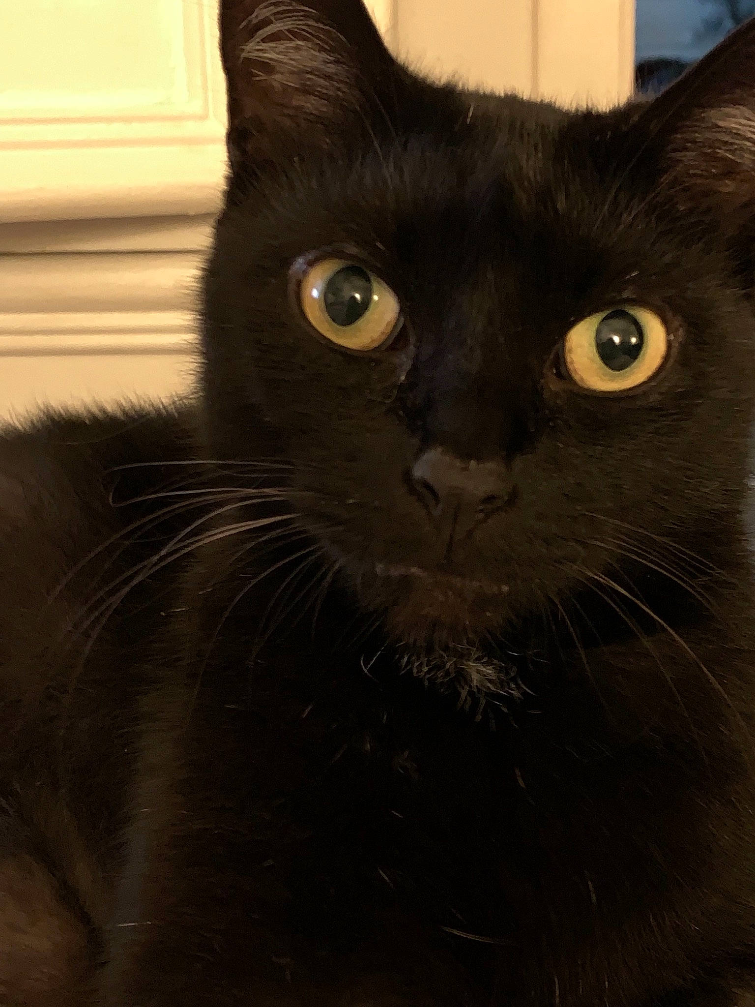 Tic a rejoint le concours — aidez-le/la à gagner de superbes lots ! asian, black, black_cat, bombay, burmese, carnivore, cat, domestic_short_haired_cat, felidae, havana_brown, korat, mammal, small_to_medium_sized_cats, snout, vertebrate, whiskers