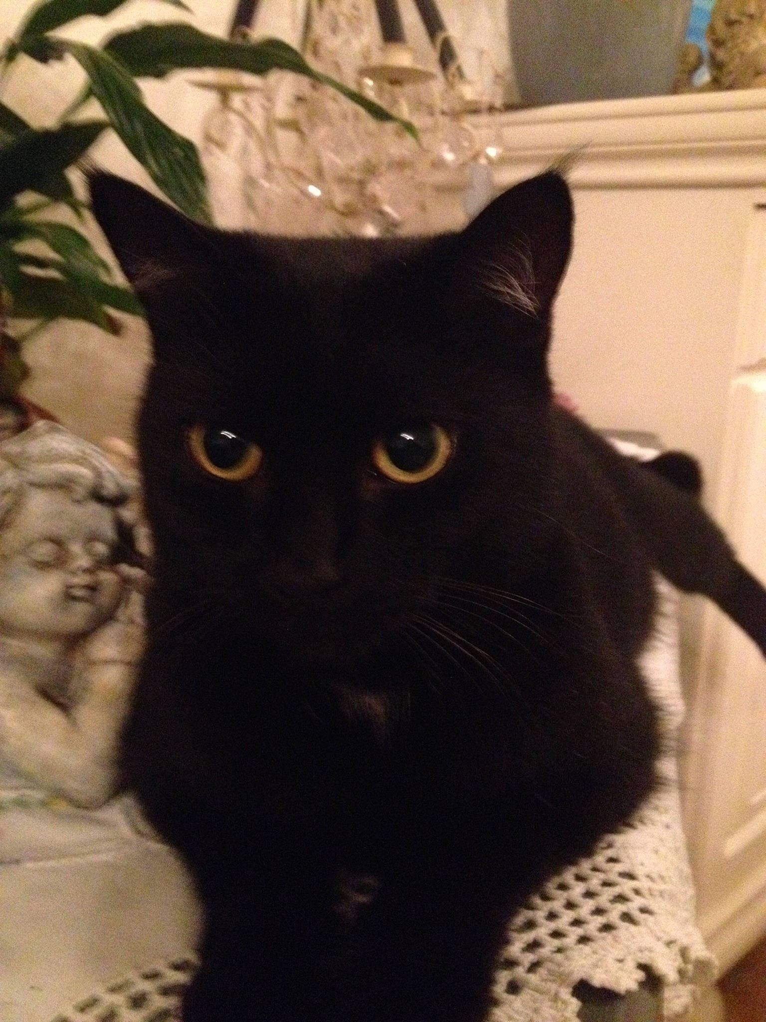 Tic a rejoint le concours — aidez-le/la à gagner de superbes lots ! asian, black, black_cat, bombay, british_shorthair, carnivore, cat, domestic_short_haired_cat, ear, eye, felidae, fur, mammal, small_to_medium_sized_cats, snout, tail, whiskers