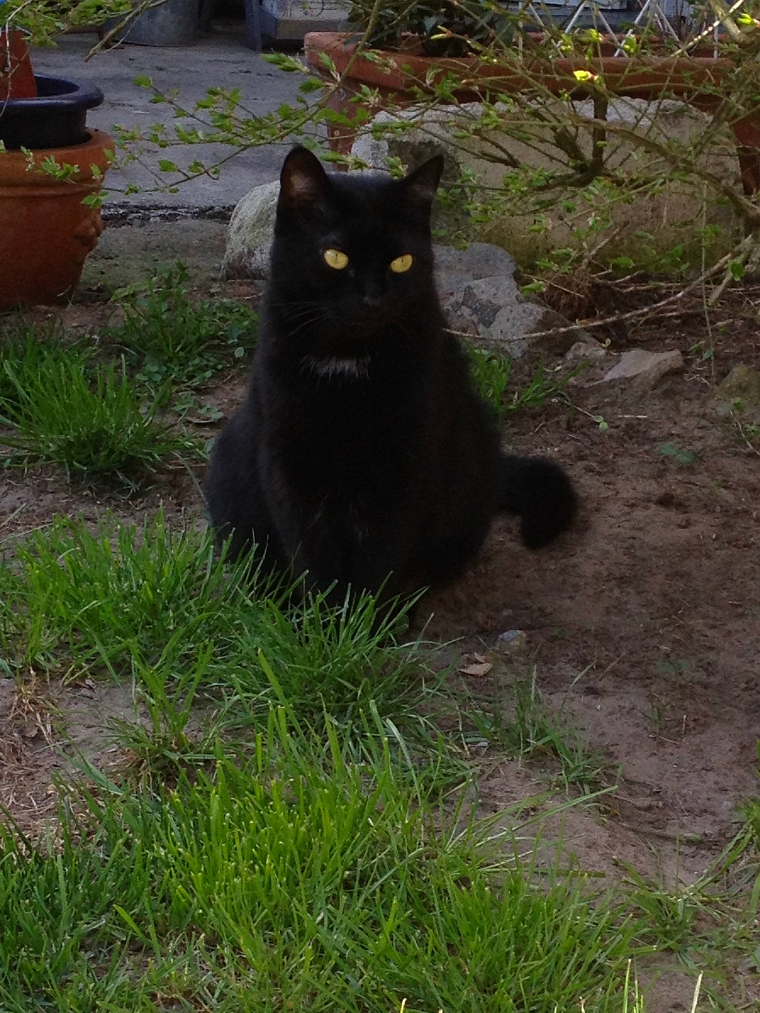 Tic participe au concours pour gagner de l'argent avec cette photo : asian_semi_longhair, black_cat, bombay, carnivore, cat, domestic_long_haired_cat, domestic_short_haired_cat, felidae, grass, mammal, nebelung, persian, plant, small_to_medium_sized_cats, tail, whiskers