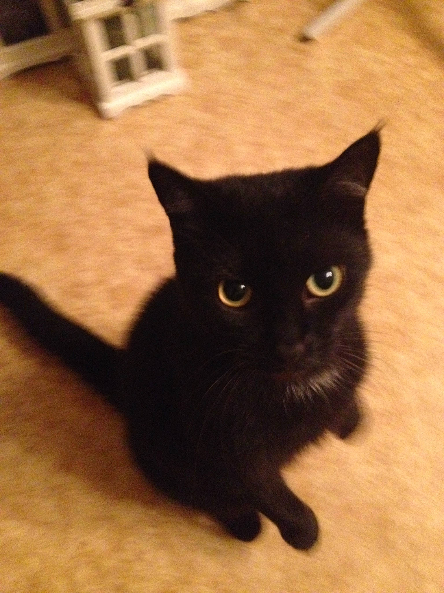 Tic participe au concours pour gagner de l'argent avec cette photo : asian, black, black_cat, bombay, british_shorthair, burmese, carnivore, cat, domestic_short_haired_cat, ear, eye, felidae, fur, korat, mammal, small_to_medium_sized_cats, snout, tail, vertebrate, whiskers