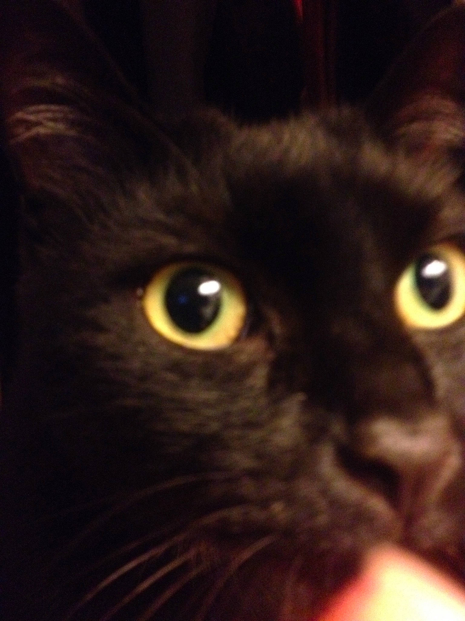 Tic a rejoint le concours — aidez-le/la à gagner de superbes lots ! beauty, black, black_cat, bombay, carnivore, cat, close_up, ear, eye, felidae, fur, iris, mammal, nose, organ, sky, small_to_medium_sized_cats, snapshot, snout, whiskers