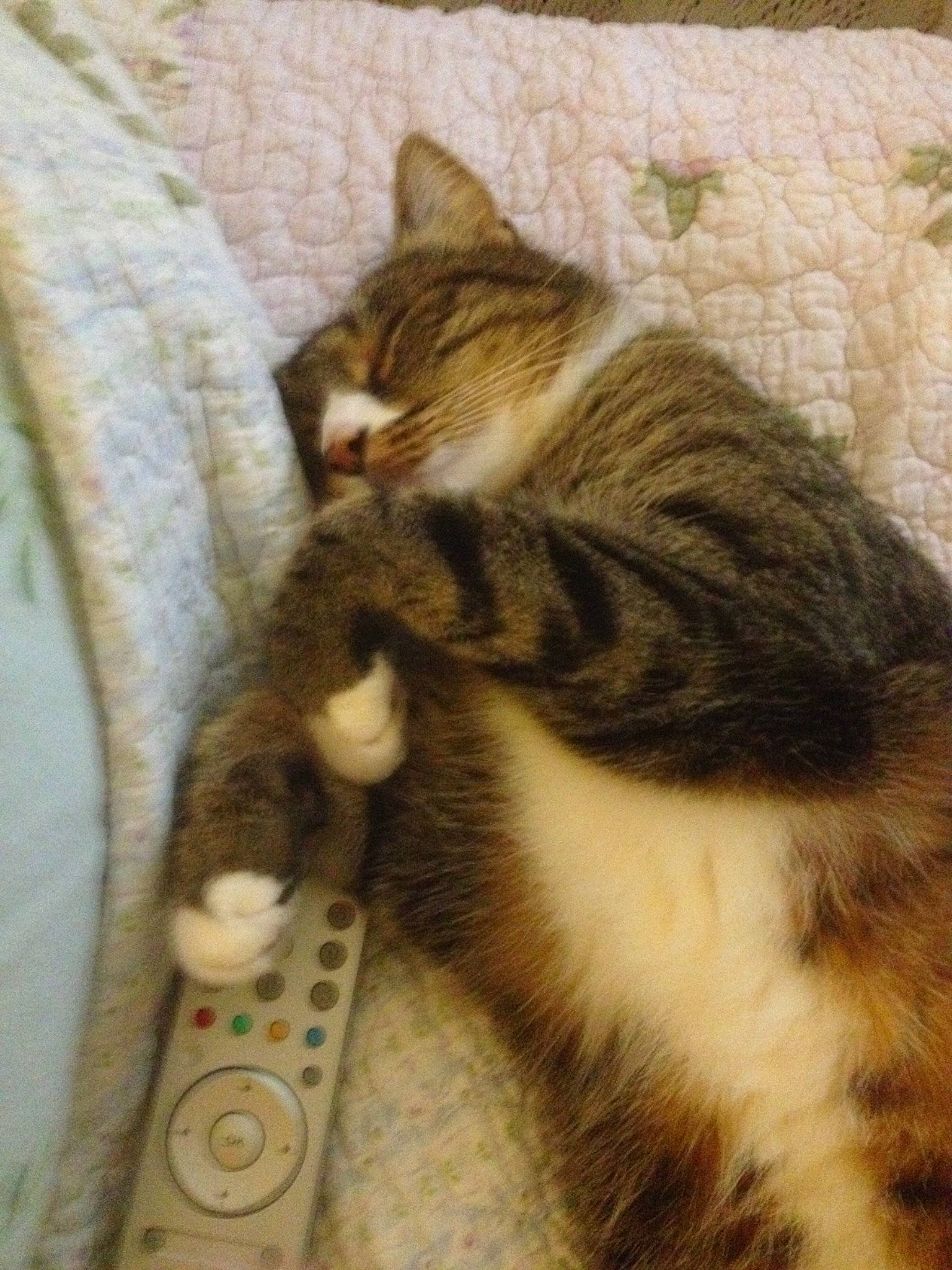 Omalley a rejoint le concours — aidez-le/la à gagner de superbes lots ! aegean_cat, asian, carnivore, cat, domestic_short_haired_cat, dragon_li, european_shorthair, felidae, fur, kitten, mammal, norwegian_forest_cat, small_to_medium_sized_cats, tabby_cat, tail, whiskers