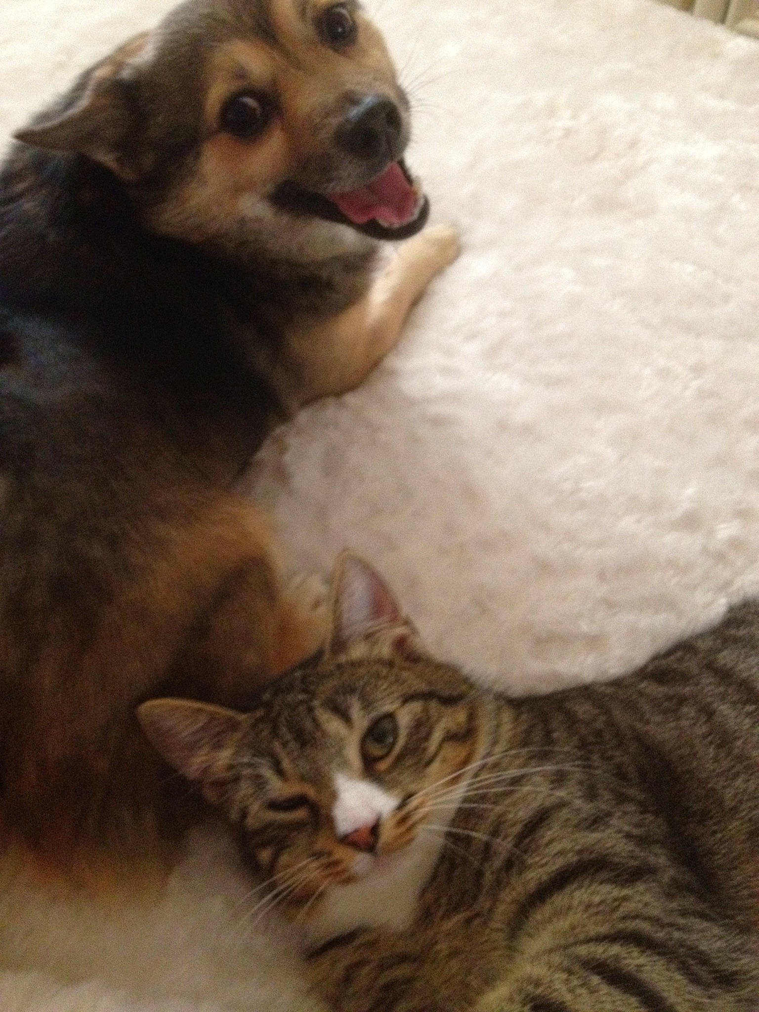 Omalley participe au concours pour gagner de l'argent avec cette photo : canidae, carnivore, cat, dog, dog_breed, european_shorthair, felidae, fur, kitten, mammal, mouth, norwegian_forest_cat, small_to_medium_sized_cats, tabby_cat, whiskers