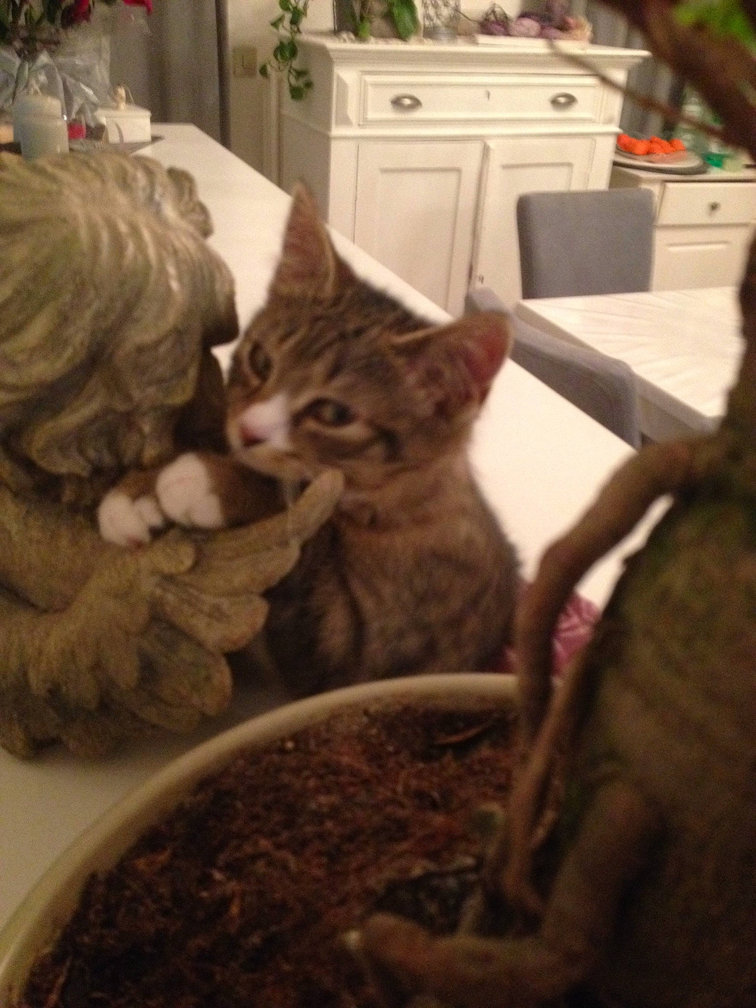 Omalley participe au concours pour gagner de l'argent avec cette photo : aegean_cat, american_shorthair, asian, carnivore, cat, domestic_short_haired_cat, dragon_li, european_shorthair, felidae, fur, german_rex, kitten, ocicat, small_to_medium_sized_cats, tabby_cat, whiskers