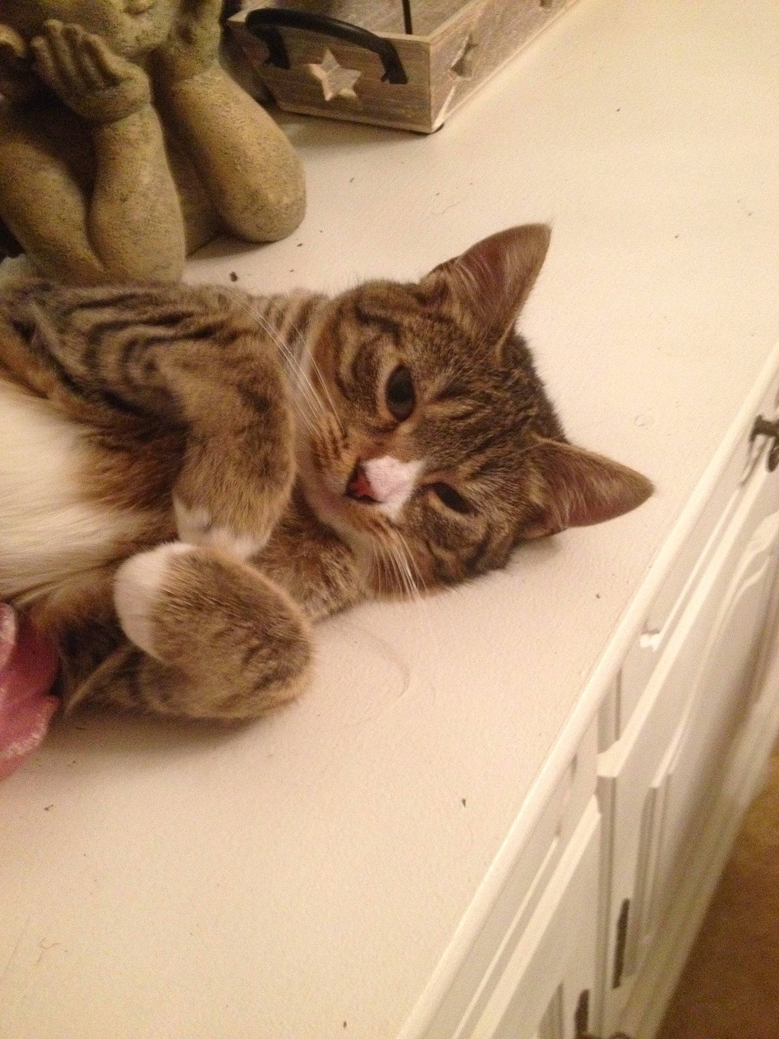 Omalley a rejoint le concours — aidez-le/la à gagner de superbes lots ! aegean_cat, american_shorthair, asian, california_spangled, carnivore, cat, domestic_short_haired_cat, dragon_li, egyptian_mau, european_shorthair, felidae, fur, kitten, ocicat, paw, pixie_bob, polydactyl_cat, small_to_medium_sized_cats, tabby_cat, whiskers