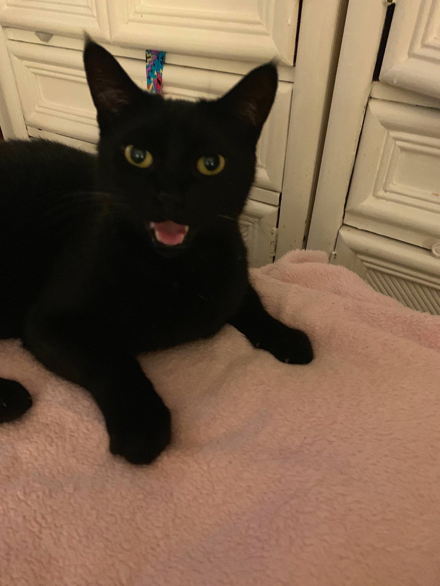 Panpan participe au concours pour gagner de l'argent avec cette photo : asian, black, black_cat, bombay, burmese, carnivore, cat, domestic_short_haired_cat, eye, felidae, havana_brown, mammal, oriental_shorthair, polydactyl_cat, small_to_medium_sized_cats, tail, vertebrate, whiskers