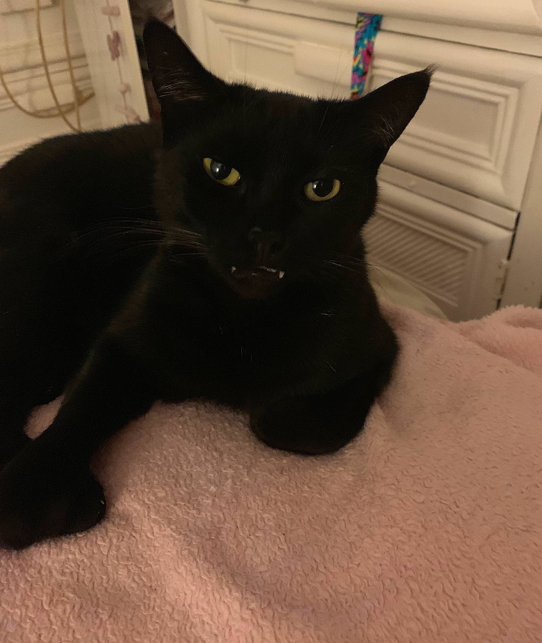 Panpan a rejoint le concours — aidez-le/la à gagner de superbes lots ! asian, black, black_cat, bombay, burmese, carnivore, cat, domestic_short_haired_cat, ear, eye, felidae, fur, havana_brown, mammal, polydactyl_cat, small_to_medium_sized_cats, tail, whiskers