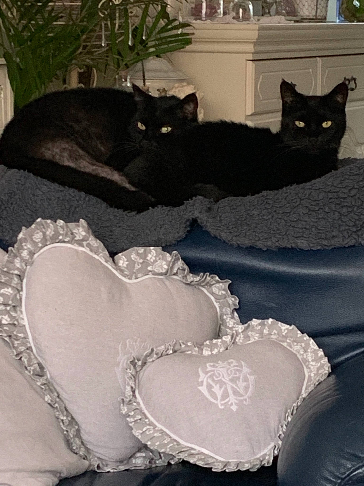 Panpan participe au concours pour gagner de l'argent avec cette photo : black_cat, carnivore, cat, felidae, linens, small_to_medium_sized_cats, whiskers