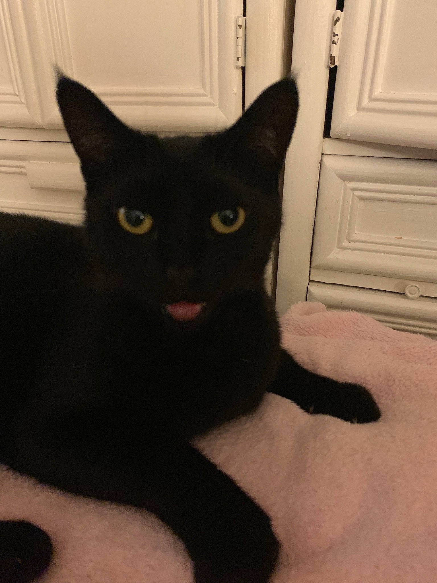 Panpan a rejoint le concours — aidez-le/la à gagner de superbes lots ! asian, black, black_cat, bombay, burmese, carnivore, cat, domestic_short_haired_cat, eye, felidae, fur, mammal, polydactyl_cat, small_to_medium_sized_cats, tail, vertebrate, whiskers