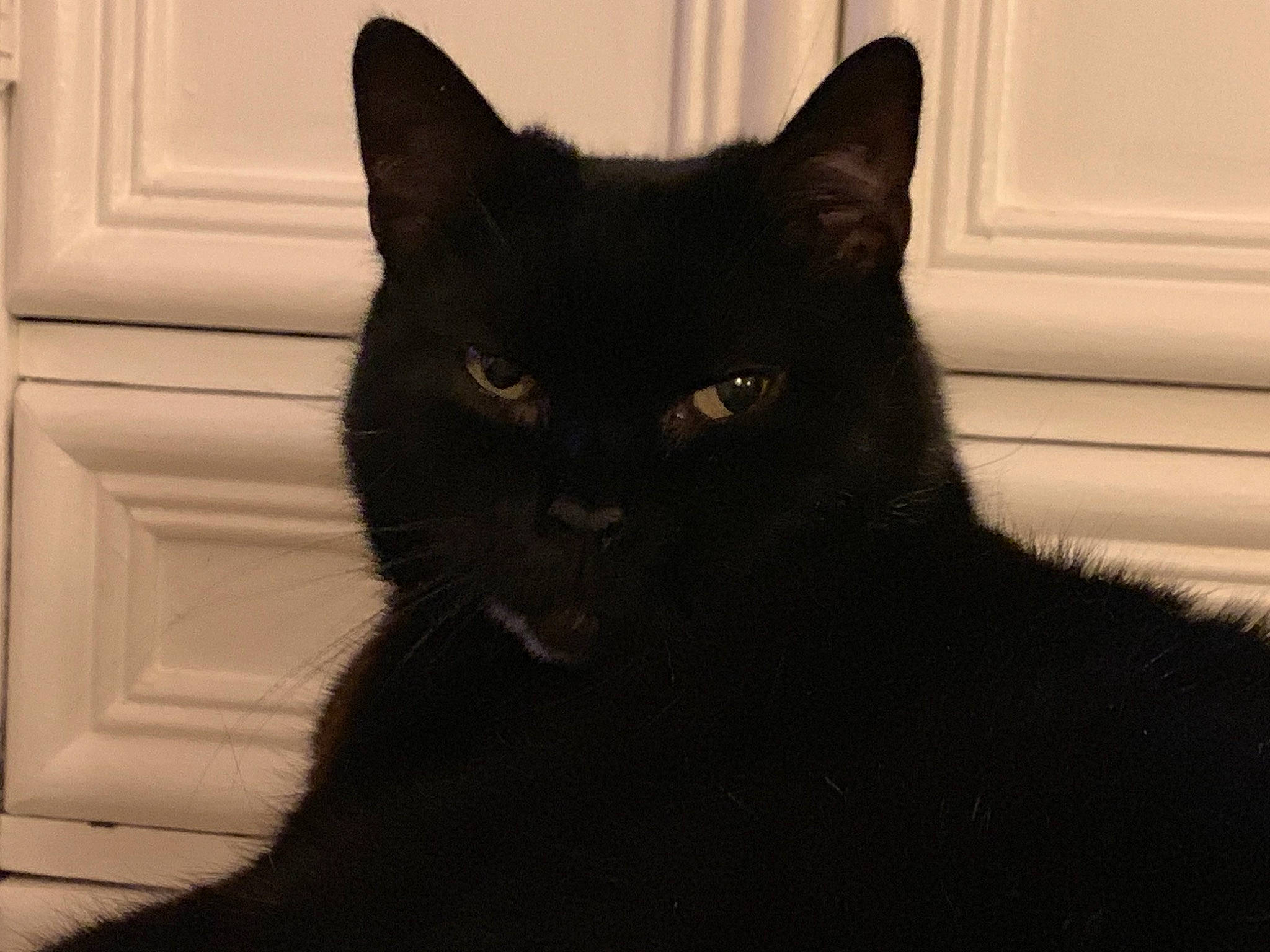 Nougat participe au concours pour gagner de l'argent avec cette photo : asian, black, black_and_white, black_cat, bombay, british_shorthair, carnivore, cat, domestic_short_haired_cat, ear, eye, felidae, fur, mammal, small_to_medium_sized_cats, snout, tail, whiskers, window